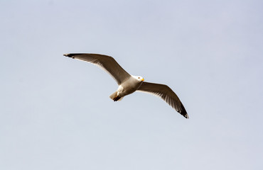 gull