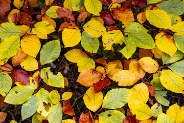 Herbstlaub Nahaufnahme Background