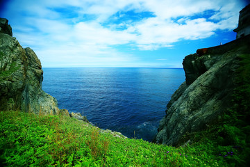 high seashore greenery of the cliff