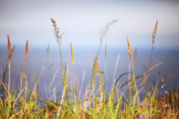 Fototapeta premium autumnal background beach / dry yellow grass by the sea, landscape background with islands in the sea