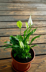Peace Lily is  Houseplants for Improving Indoor Air Quality.
Peace lily in pot on wooden floor background.