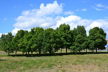 Роща небольших липовых деревьев на зелёной поляне
