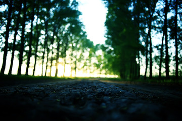 landscape road alley green trees