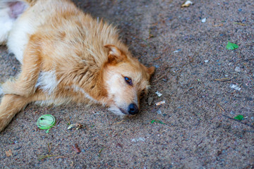 dog