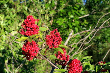 Wild plants growing in their natural environment. Summer nature in July.