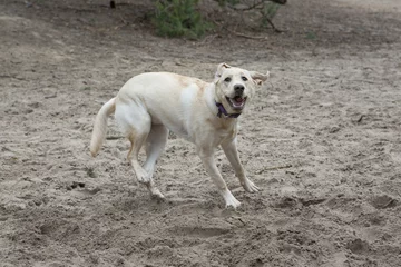 Fototapeten Blonde labrador pup heeft plezier © renatepeppenster