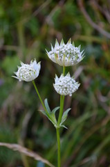 Vall&eacute;e d'Orlu