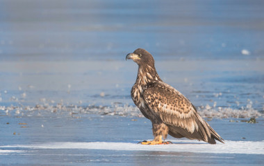 Seeadler