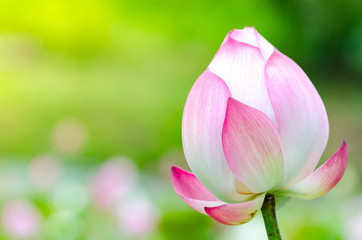 Fototapeta premium Pink lotus flower. The background is the lotus leaf and white lotus flower and lotus bud in a pond. Beautiful sunlight and sunshine in the morning