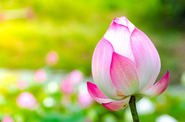 Pink lotus flower. The background is the lotus leaf and white lotus flower and lotus bud in a pond. Beautiful sunlight and sunshine in the morning