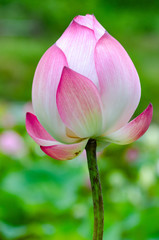 Pink lotus flower. The background is the lotus leaf and white lotus flower and lotus bud in a pond. Beautiful sunlight and sunshine in the morning