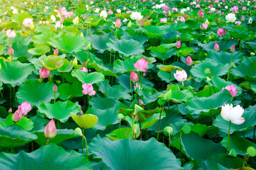 Pink lotus flower. The background is the lotus leaf and white lotus flower and lotus bud in a pond. Beautiful sunlight and sunshine in the morning