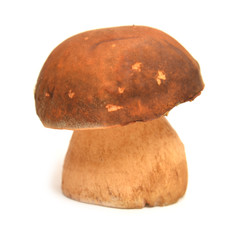 Boletus edulis