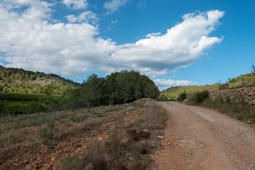 The desert of the palms under the blue sky