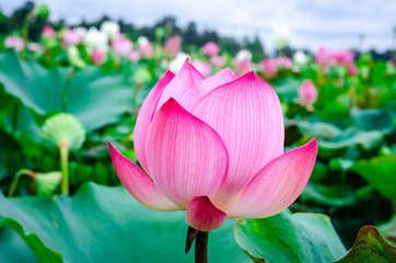 Pink lotus flower. The background is the lotus leaf and white lotus flower and lotus bud in a pond....