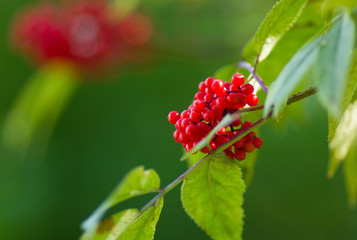 berries