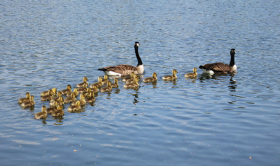 Kanadagans-Familie