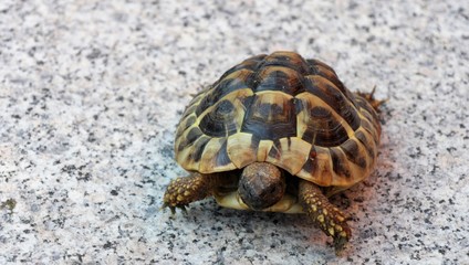 griechische Landschildkröte