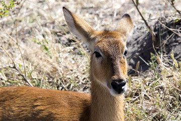 Portrait of Impala, Aepyceros melampus, Chobe National Park, Botswana