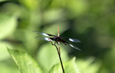 Dragonfly closeup
