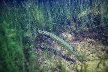 pike underwater photo lake / photo from diving in the lake, fish pike in the natural environment