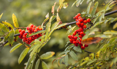 Berries of mountain ash and leaves on a tree on a blurry background_