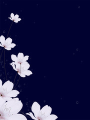 White cherry flowers with water effect on blue background.