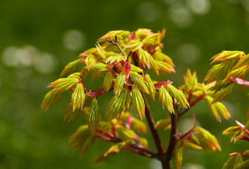 young yellow-green japanese maple tree leaves