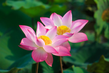 Fototapeta premium Beautiful pink lotus flower in blooming