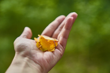 Hand of a woman holding a handful of yellow autumn tree leaves.