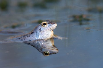 Moorfrosch
