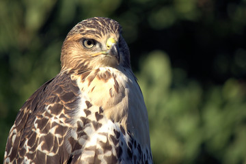 Hawk Tight