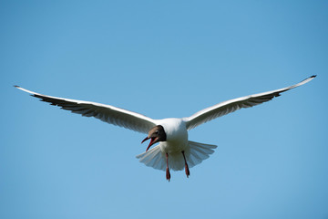 Black Headed Gull (Chroicocephalus ridibundus)