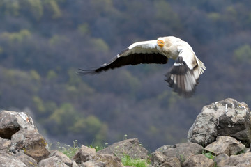 Egyptian Vulture in Flight, in Mountains