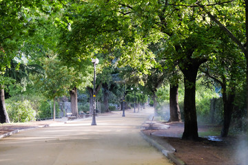 Street with automatic irrigation of trees