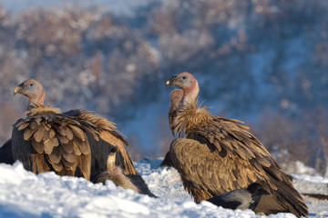 Griffon Vultures in Winter Landscape, into the Mountains
