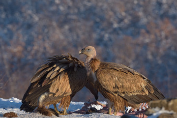 Griffon Vultures in Winter Landscape, into the Mountains