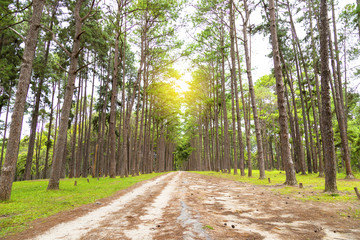 Pine trees in Chiang Mai conservation forest