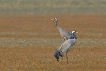 Obraz na płótnie Canvas Common Cranes, on the field, in spring migration