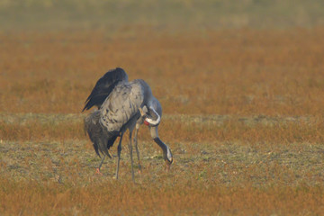 Common Cranes, on the field, in spring migration