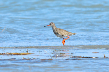 Common Redshank in shallow water