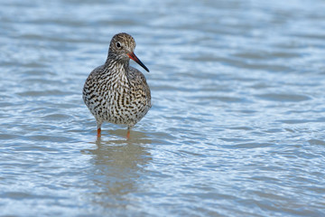 Common Redshank in shallow water