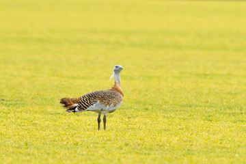 Great Bustard (Otis tarda) on the field in springtime