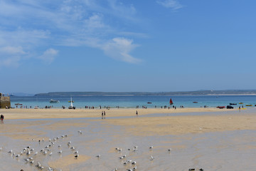 seagulls rellaxing on beutiful beach