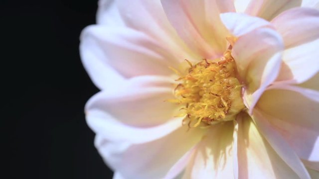 Gros plan sur un Dahlia, une abeille se pose et butine la fleur et repart