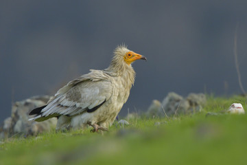 Egyptian Vulture on the ground