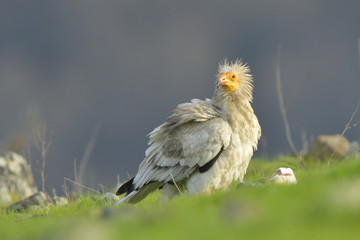 Egyptian Vulture on the ground