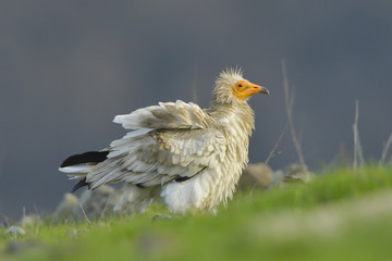 Egyptian Vulture on the ground