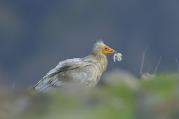 Egyptian Vulture picking wool for nest