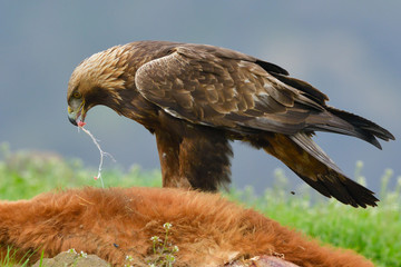 Golden Eagle feeding from a carcass